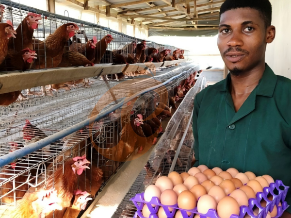 Por que escolher um sistema de gaiolas para aves do tipo A? 6 benefícios comprovados para as granjas na Etiópia