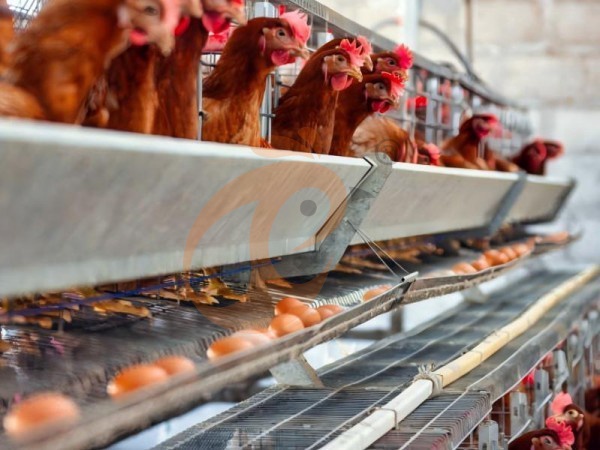 Granja de Galinhas Poedeiras Nova vs. Modernizada: Qual Recupera o Investimento Mais Rapidamente?