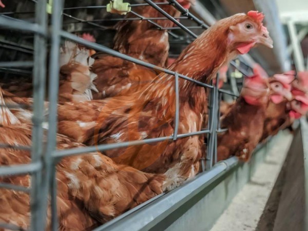 battery cage price for layer chicken in poultry farm (90)
