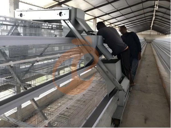 Qual é o Período de Retorno do Investimento em Gaiolas de Aves na Etiópia? 4 Fatores de Lucro