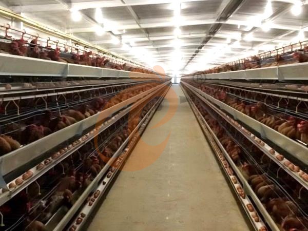 Qual é o custo total do sistema de gaiolas para aves para 10.000 poedeiras na Etiópia? 5 números claros