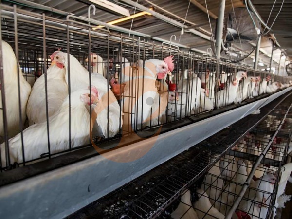 A H layer chicken battery cage price in poultry farm (54)