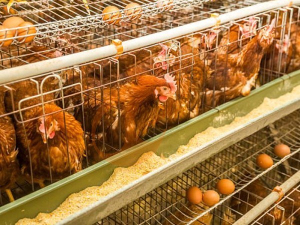 Com que frequência as correias de coleta de ovos das gaiolas em bateria devem ser inspecionadas