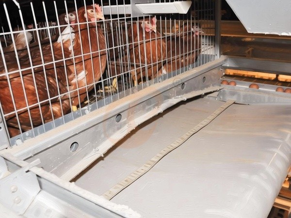 Manure Removal System3 (3) Manure Removal System3 (3)