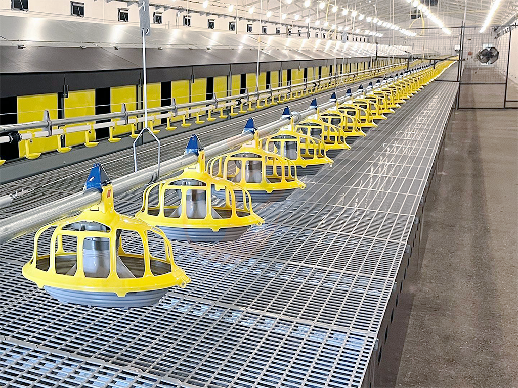 Floor Rearing Poultry System2 (2)