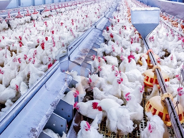 Como melhorar o bem-estar das aves no sistema de criação no piso | 5 dicas principais
