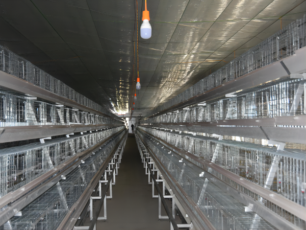 <30,000 Broilers Manual Harvest A Type Battery Cage