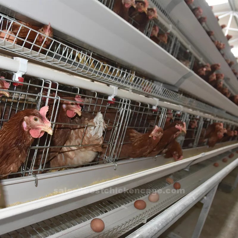 Why not choose the best chicken cage for your poultry farm