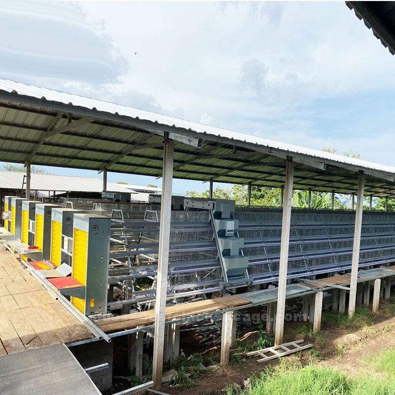 Steps to start layers' poultry farming in Nigeria