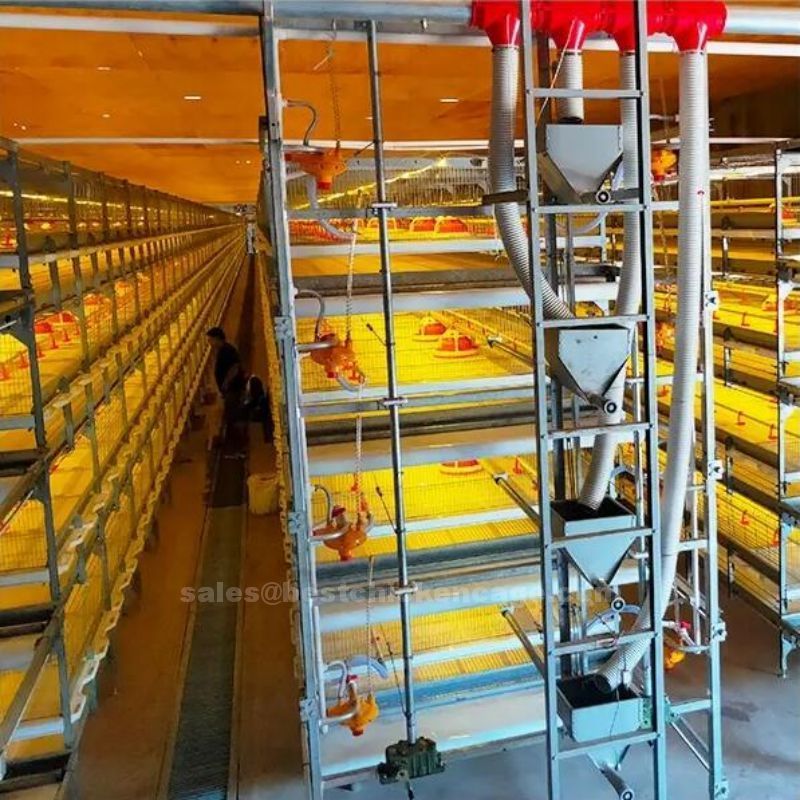 肉鸡笼.jpg How to maintain broiler battery cage