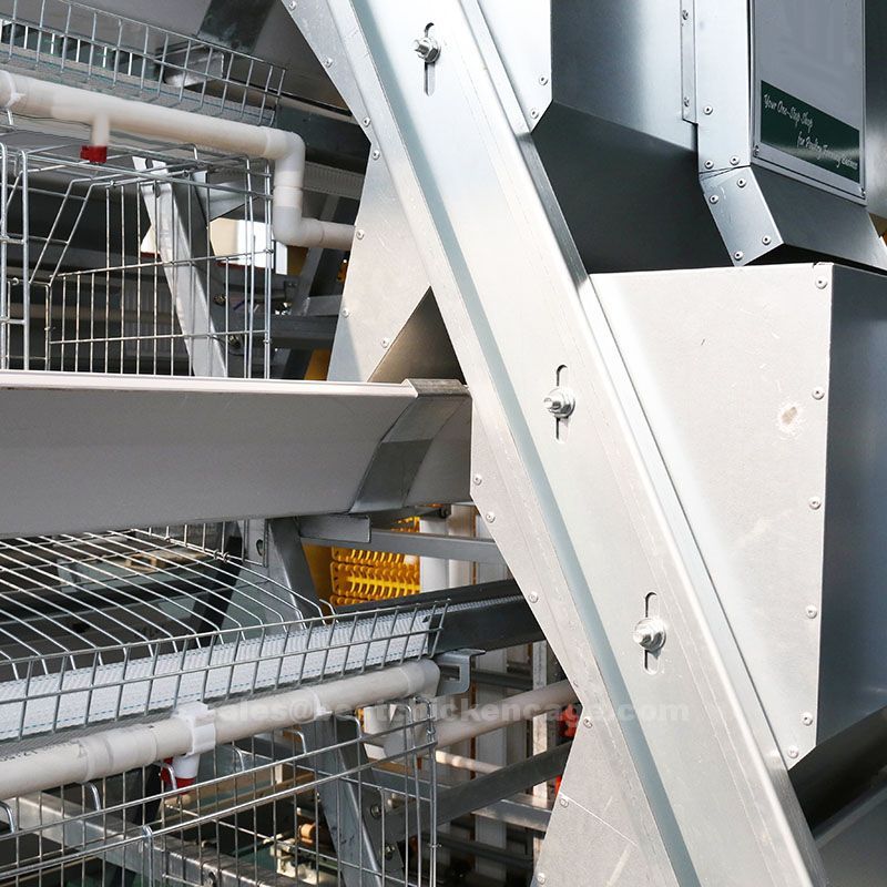 Characteristics of the general idea of the dimensions of a typical 1000-chicken layer cage in a chicken farm