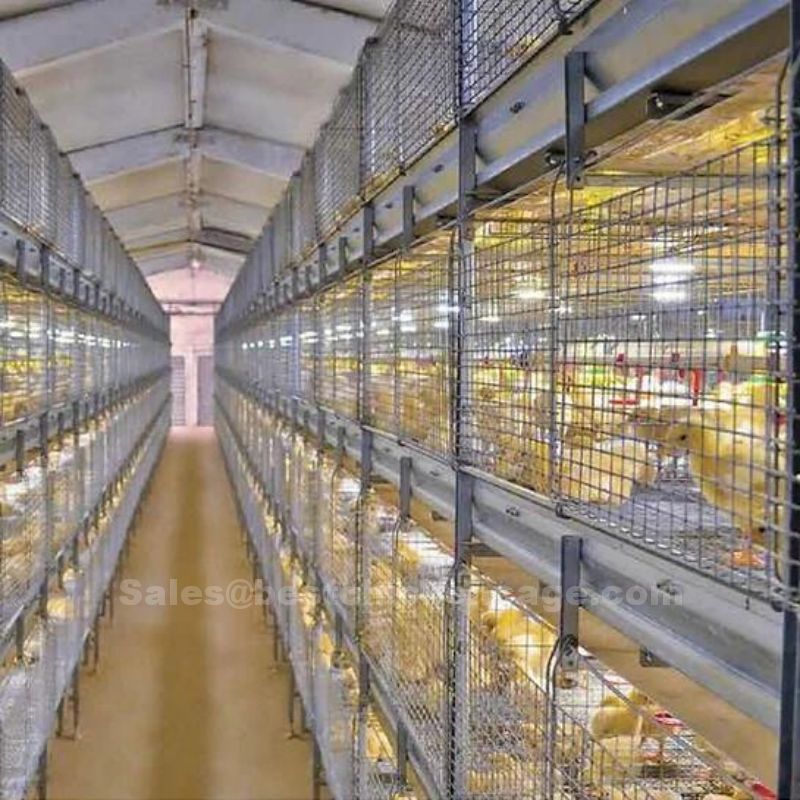 肉鸡正加邮箱.jpg What is the component of automatic broiler cage