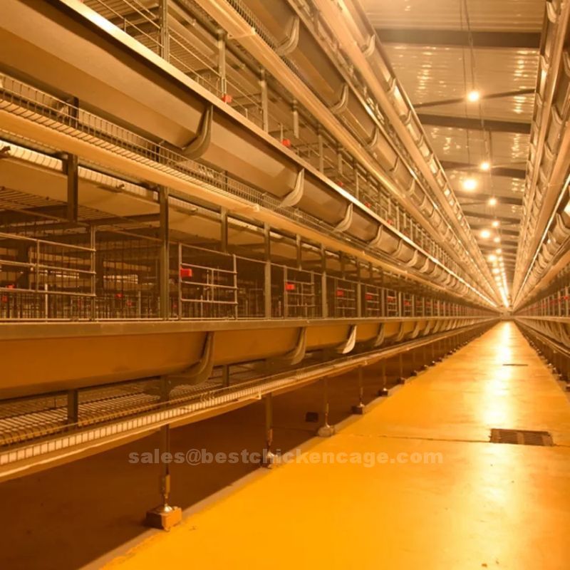 鸡笼或蛋鸡笼H (47).jpg Do you know these on battery cage eggs