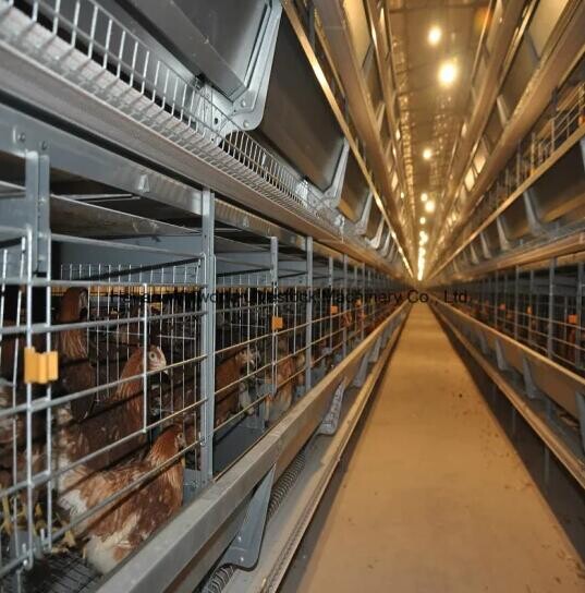 La cage à poules pondeuses pour 120 oiseaux est souvent utilisée dans les installations de production commerciale d'œufs, ce qui entraîne une augmentation de la production d'œufs et une meilleure qualité des œufs