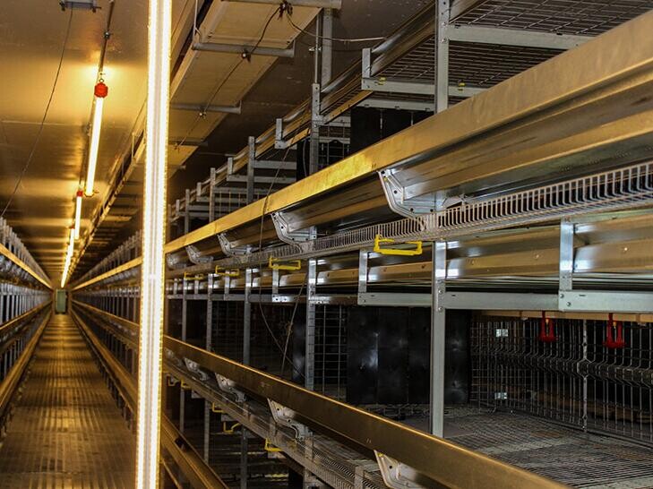 Avantages des cages d'élevage de volaille : alimentation, abreuvement et collecte d'œufs automatisés réduisent les coûts de main-d'œuvre et améliorent la productivité
