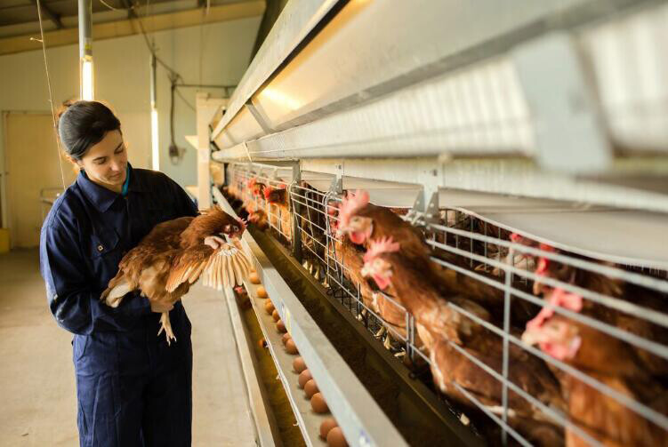 Les avantages des cages à poules réduisent le besoin en terres et protègent la volaille des intrusions étrangères