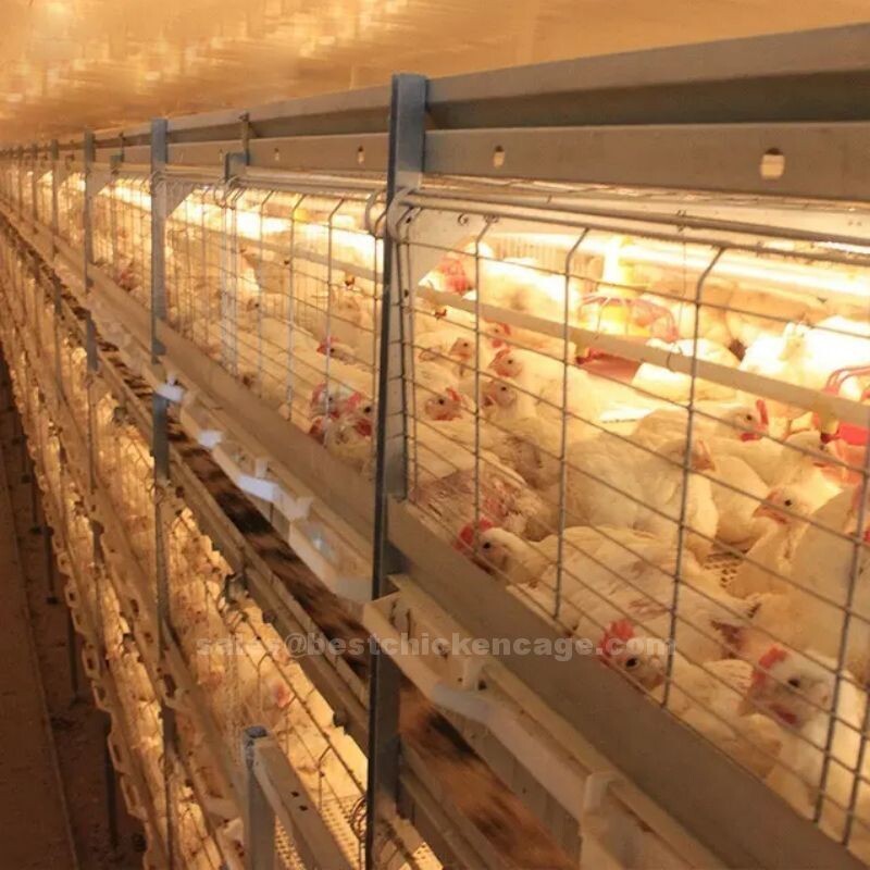肉鸡笼1.jpg New type of automatic h-type broiler cage can significantly reduce manual labour management and lower operational costs