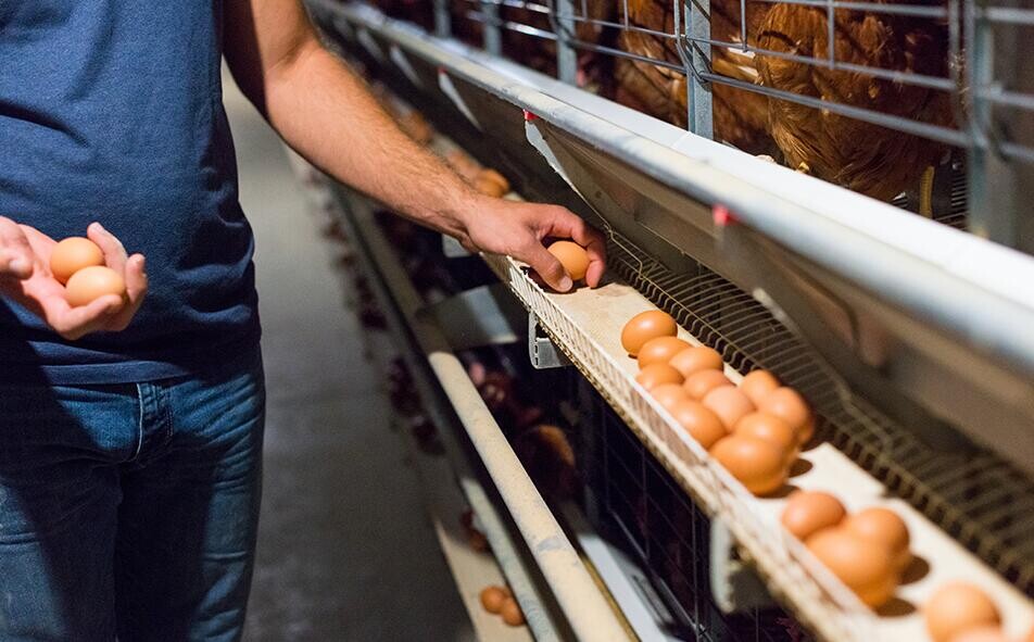 Le type local de distributeur automatique de nourriture pour poulets est un dispositif qui fournit automatiquement de la nourriture aux poulets