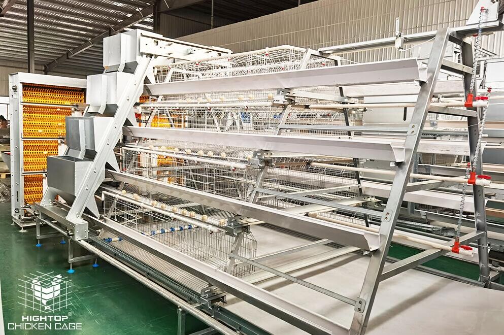 Une cage à poules pondeuses de type A est une solution fiable et efficace pour héberger les poules pondeuses et promouvoir une production d'œufs efficace