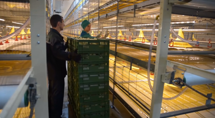 Le système de cages automatiques pour poulets de chair avec des systèmes d'alimentation optimisés favorise une croissance saine des volailles et réduit les taux de mortalité