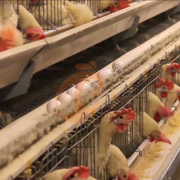 poultry cage egg collection (9) poultry cage egg collection (9)