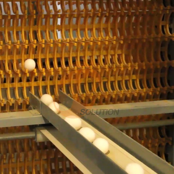 poultry cage egg collection (10) poultry cage egg collection (10)