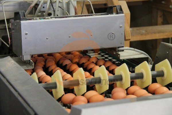 egg collection sorting package line (3) egg collection sorting package line (3)