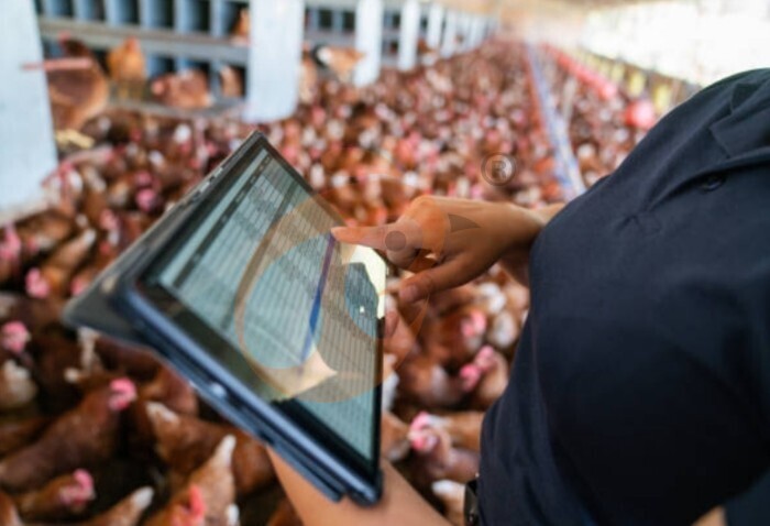 IOT poultry farm 5 (2) IOT poultry farm 5 (2)
