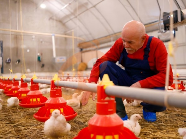 poultry deep litter with feed silo (3) poultry deep litter with feed silo (3)