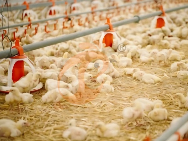 brooder deep litter system (6) brooder deep litter system (6)