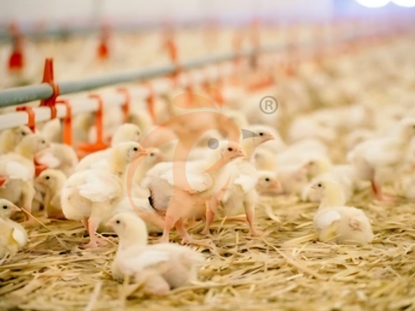 brooder deep litter system (9) brooder deep litter system (9)