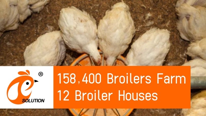 broiler farm (2)