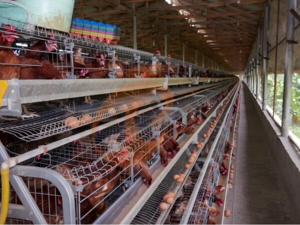 chicken battery cage poultry farm (29)
