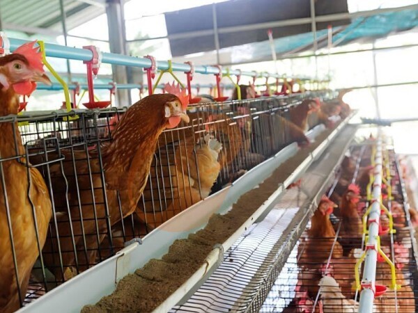 chicken battery cage poultry farm (38)