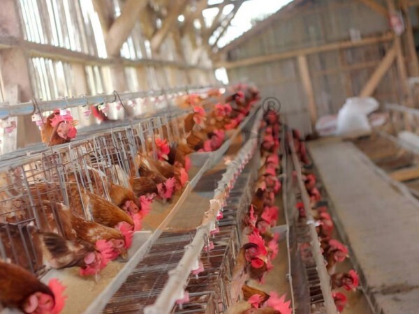 chicken battery cage poultry farm (60)