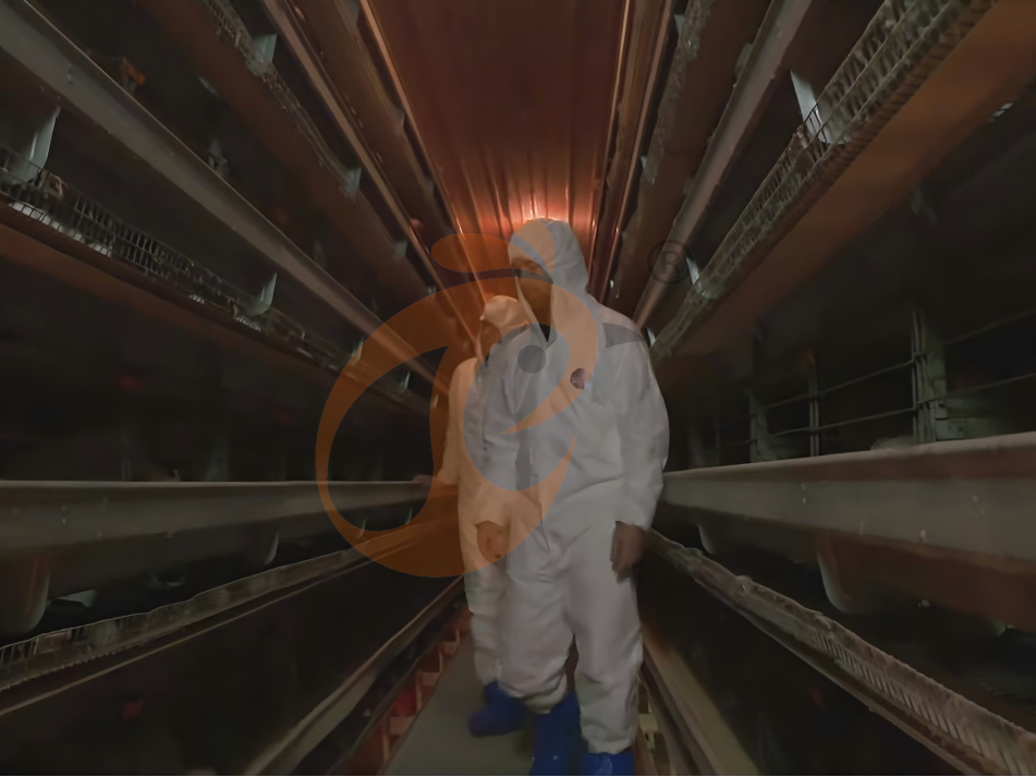 battery cage poultry farming (58)