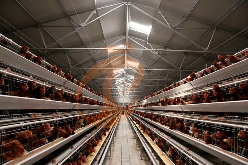 1747722744783339726547013632 layer chicken cage (5).png