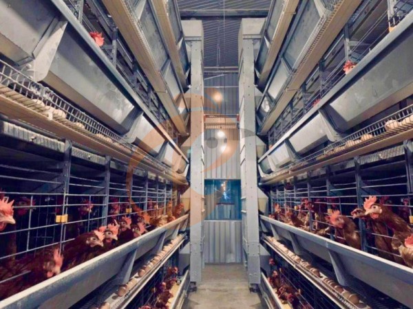 Quelles conditions climatiques conviennent à un système de cage à volaille de type A en Éthiopie ? 5 conseils pratiques