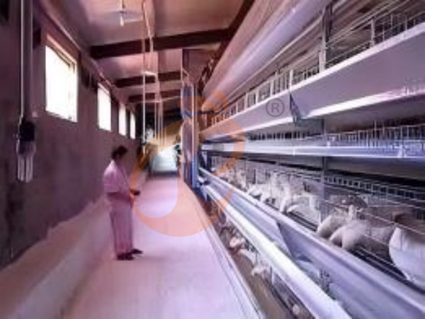 H A chicken battery cage for layers in poultry farm (21)