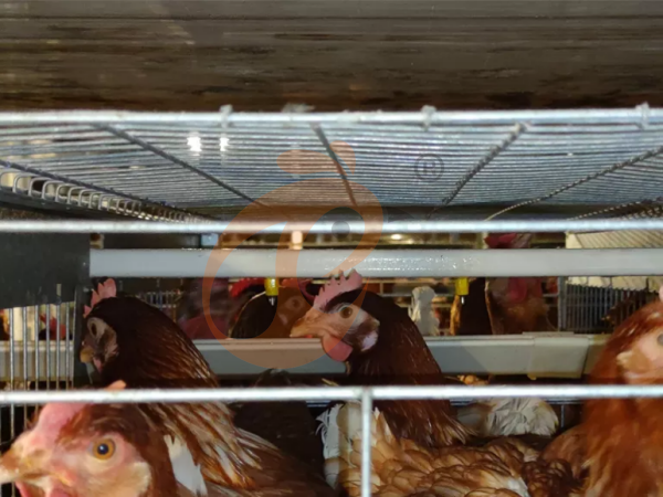 H A chicken battery cage for layers in poultry farm (25)