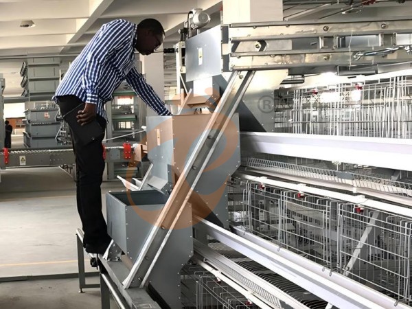 Quel système d'alimentation fonctionne le mieux avec un système de cage à poules de type A en Éthiopie ? 5 choix efficaces