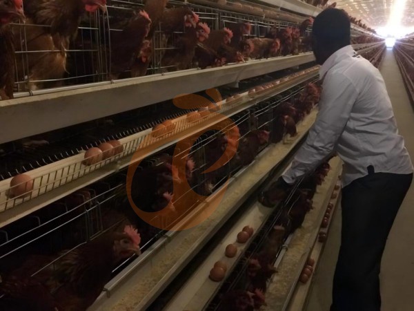 A H layer chicken battery cage price in poultry farm (117)