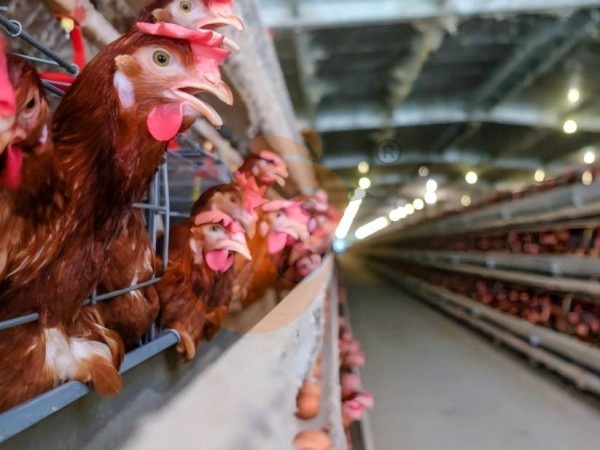Comment contrôler le gaspillage d'aliments dans une cage à poules pondeuses de type A en Éthiopie ? 4 méthodes économiques