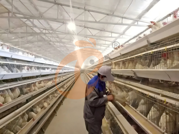 Type de cage à poules A contre système de cages H en Éthiopie : 7 différences clés pour les fermes avicoles