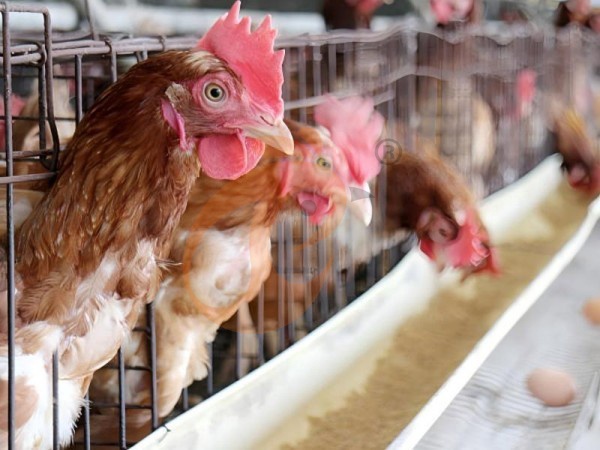 Comment réduire la casse des œufs dans un système de cages pour poules pondeuses de type A ? 6 méthodes éprouvées en Éthiopie