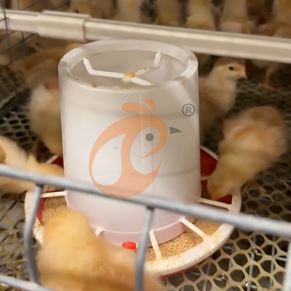 1756213332818951834362544128 Day Old Chicken Cage (3)