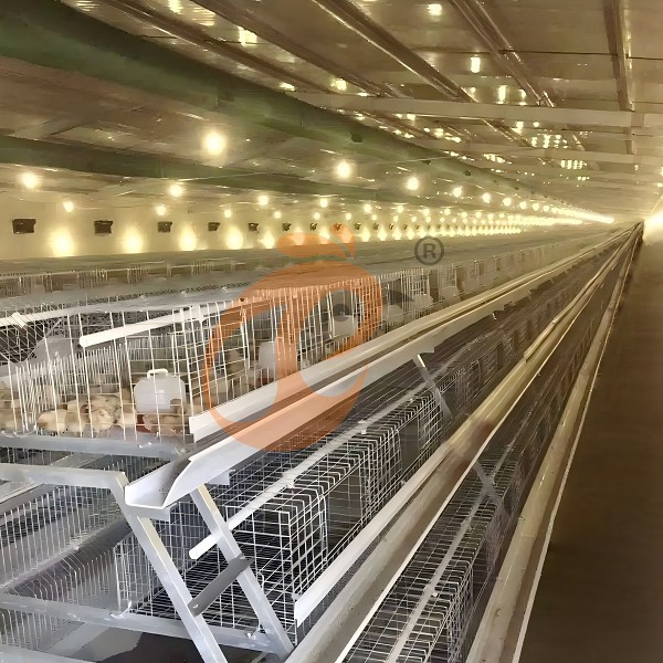 1756214075818954949904138240 day old chicken cage 600