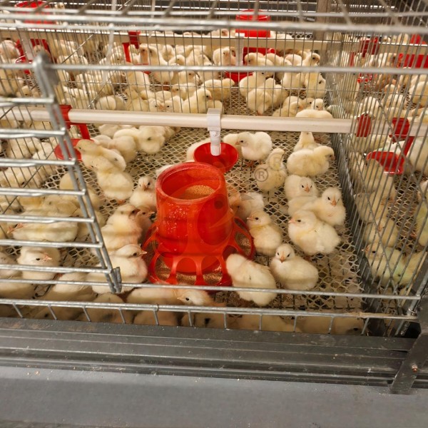 1755925474817744470472966144 Day Old Chicken Cage Design (10)