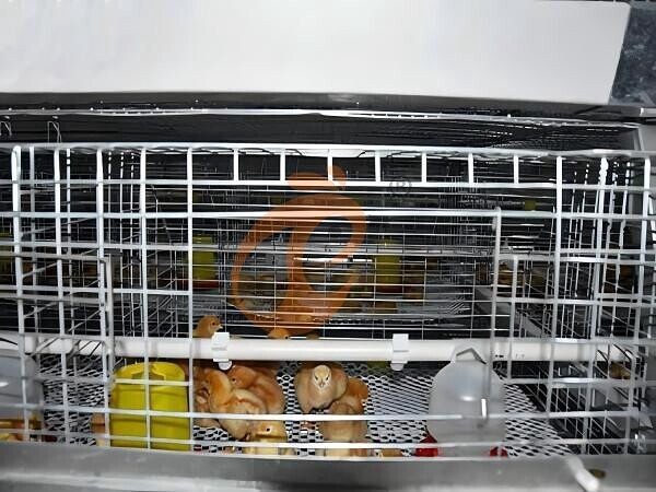 1755938985817801137684271104 day old chicken cage design (9)(1)