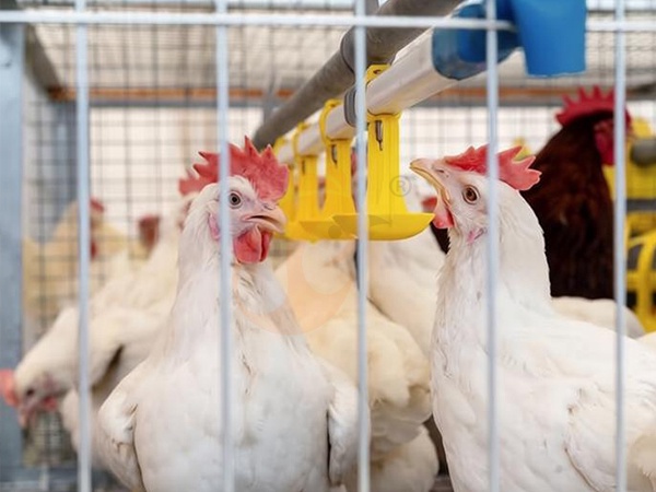 Broiler Cage3 (4)
